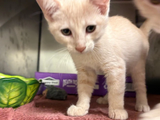 Benny