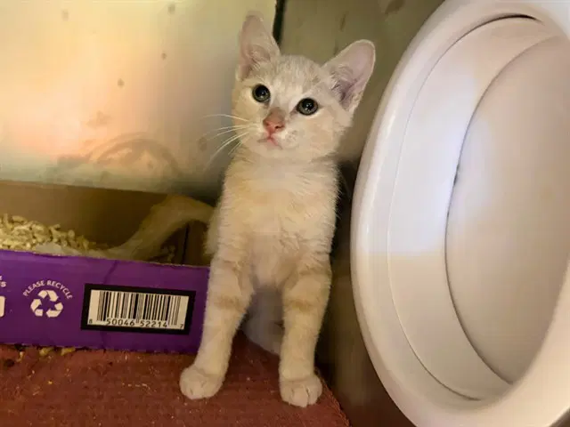 Lenny - Domestic Short Hair