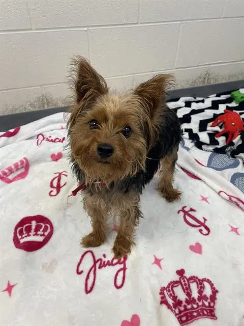 Mary Puppins - Yorkshire Terrier Yorkie
