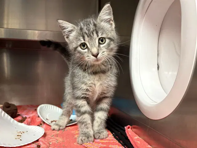 Staten - Domestic Short Hair