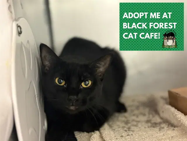 Sadey - Domestic Short Hair