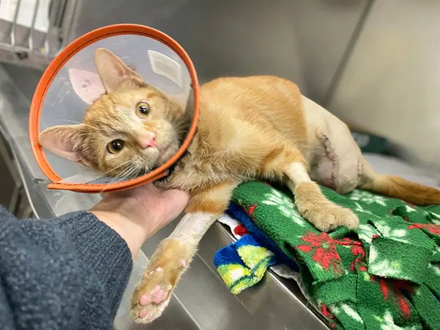 Fitzgerald - Domestic Short Hair