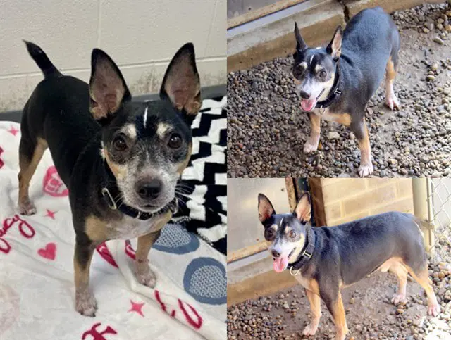 Solo - Rat Terrier