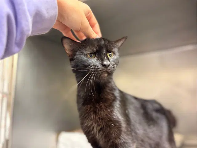 Scarlet Begonia - Domestic Short Hair