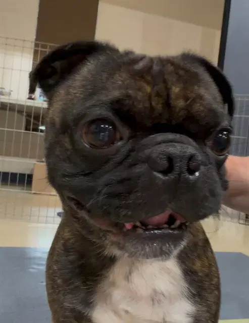 Jax - Boston Terrier