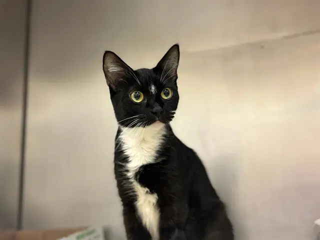 Vienna - Domestic Short Hair