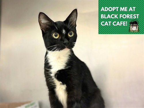 VIENNA, a cat for adoption from Fort Wayne Animal Care and Control
