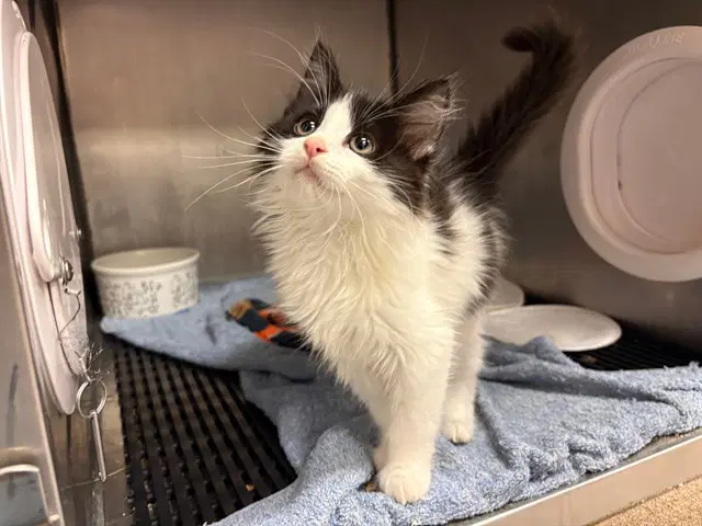 Lizzie - Domestic Long Hair