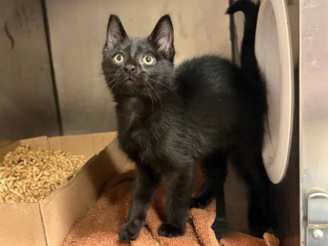 Gordo - Domestic Short Hair