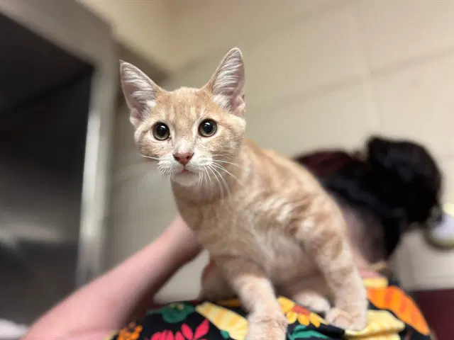 Sorbet - Domestic Short Hair