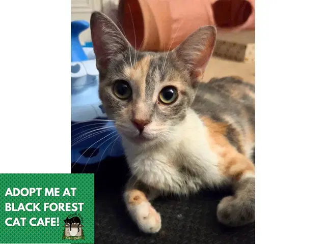 Sally - Domestic Short Hair