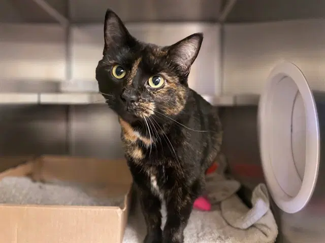 Sissy - Domestic Short Hair