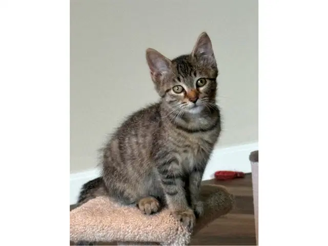 Ernie - Domestic Short Hair
