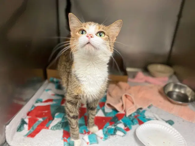 Sylvia - Domestic Short Hair