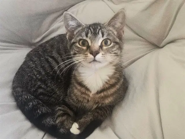 Clove - Domestic Short Hair