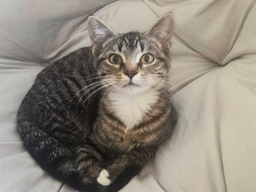 CLOVE, a cat for adoption from Fort Wayne Animal Care and Control