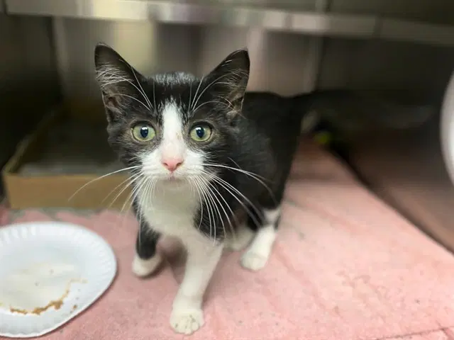Jennifurr - Domestic Short Hair