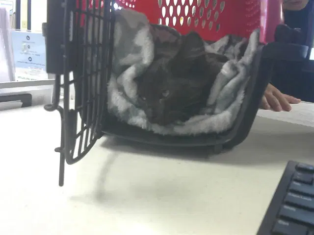 Snug - Domestic Medium Hair