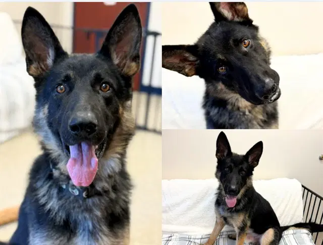 Richie - German Shepherd Dog