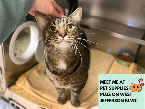 TILLY, a cat for adoption from Fort Wayne Animal Care and Control