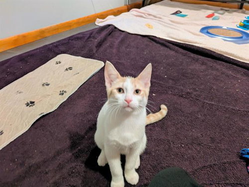 TRUFFLE, a cat for adoption from Fort Wayne Animal Care and Control