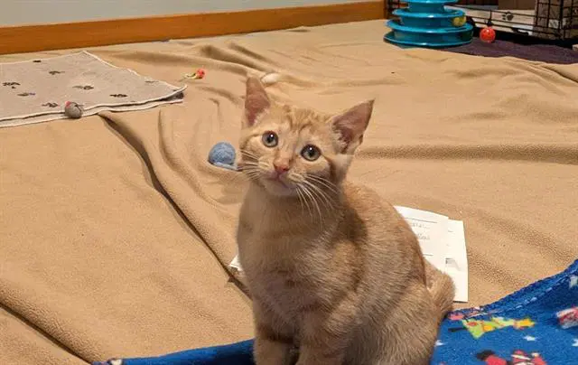 Shiitake - Domestic Short Hair