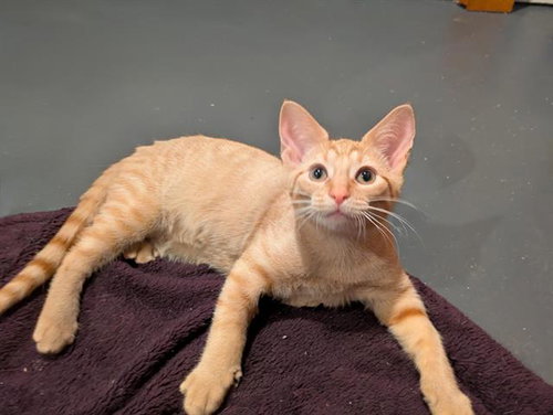 SHIITAKE, a cat for adoption from Fort Wayne Animal Care and Control