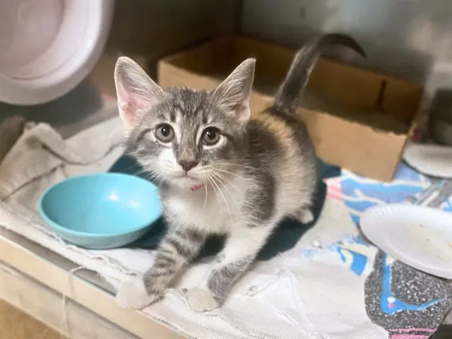 Cindy Clawford - Domestic Short Hair
