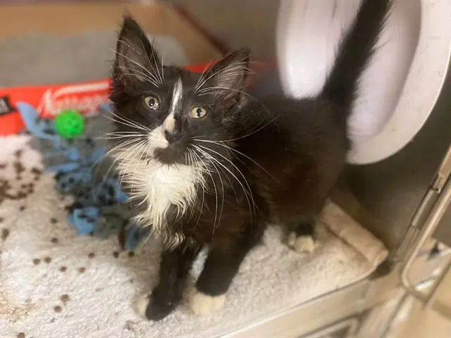 Sweet Potato - Domestic Medium Hair
