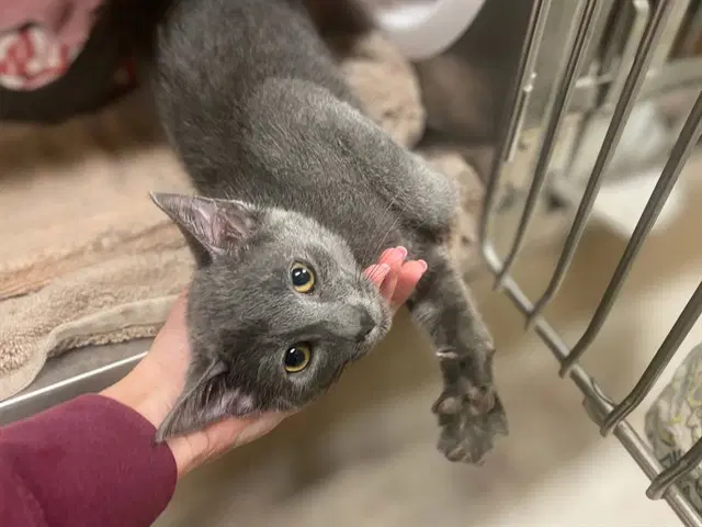 Kermit The Frog - Domestic Short Hair