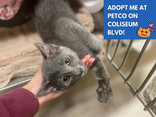 KERMIT THE FROG, a cat for adoption from Fort Wayne Animal Care and Control
