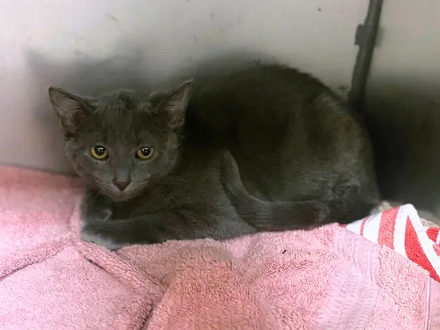 Miss Piggy - Domestic Short Hair