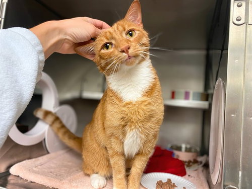 MR. SAMMY, a cat for adoption from Fort Wayne Animal Care and Control