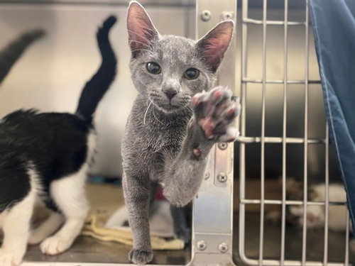 REGINA, a cat for adoption from Fort Wayne Animal Care and Control