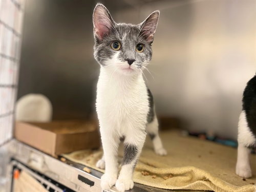 GRETCHEN, a cat for adoption from Fort Wayne Animal Care and Control