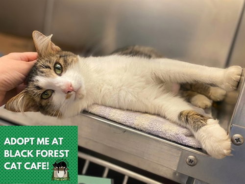 AUTUMN, a cat for adoption from Fort Wayne Animal Care and Control