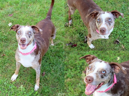 MILLIE, a dog for adoption from Fort Wayne Animal Care and Control