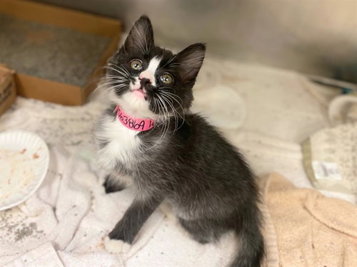 PARKER, a cat for adoption from Fort Wayne Animal Care and Control