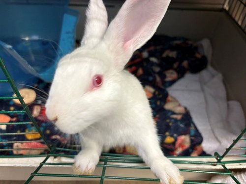 GANDALF, a rabbit for adoption from Fort Wayne Animal Care and Control