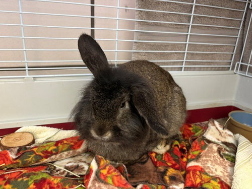 PEREGRIN, a rabbit for adoption from Fort Wayne Animal Care and Control