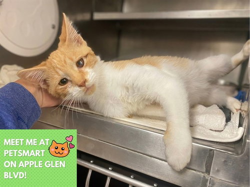 CANDY CORN, a cat for adoption from Fort Wayne Animal Care and Control