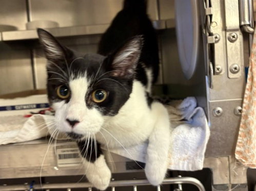 HEX, a cat for adoption from Fort Wayne Animal Care and Control