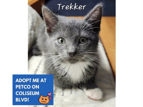TREKKER, a cat for adoption from Fort Wayne Animal Care and Control