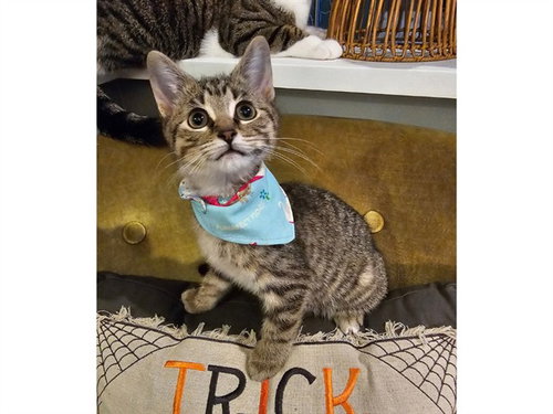 HARVEY, a cat for adoption from Fort Wayne Animal Care and Control