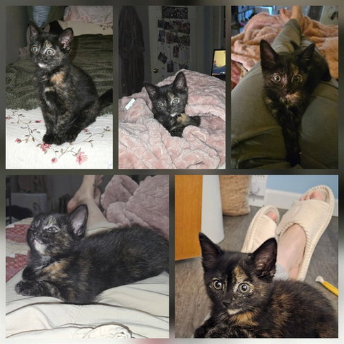 TORI, a cat for adoption from Fort Wayne Animal Care and Control