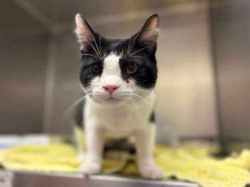 JINX, a cat for adoption from Fort Wayne Animal Care and Control