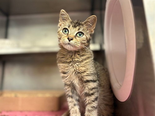 GOBLIN, a cat for adoption from Fort Wayne Animal Care and Control