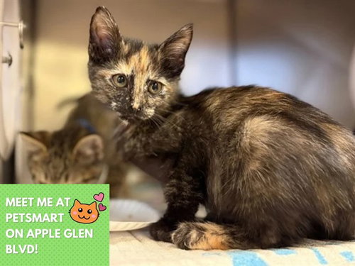 EVANGELINE, a cat for adoption from Fort Wayne Animal Care and Control