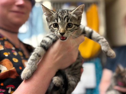 CIDER, a cat for adoption from Fort Wayne Animal Care and Control