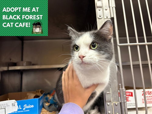FERDINAND, a cat for adoption from Fort Wayne Animal Care and Control